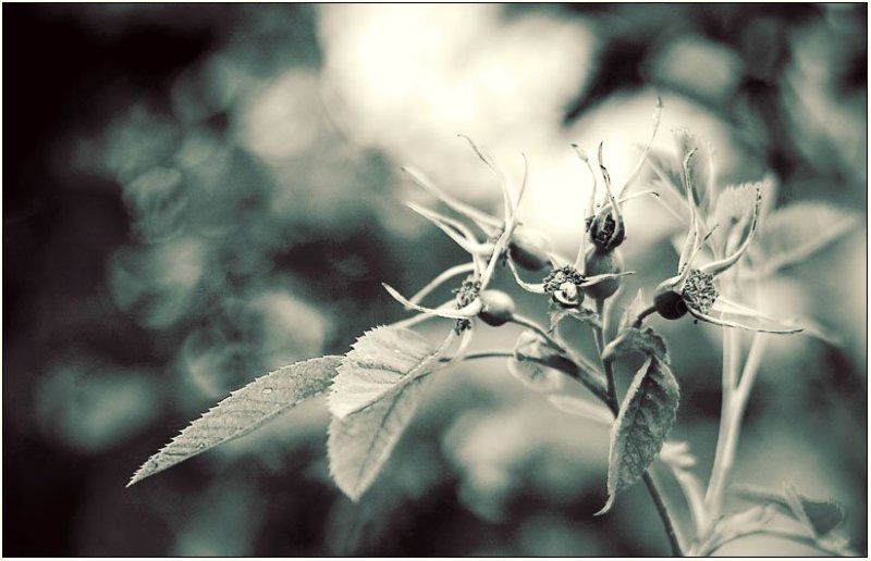 шиповник, природа, лето Шиповникphoto preview