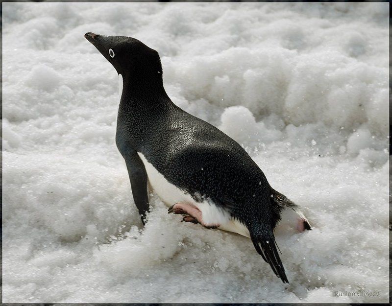 пингвин, антарктика, беллинсгаузен Кто сказал, что пингвины не летают...photo preview