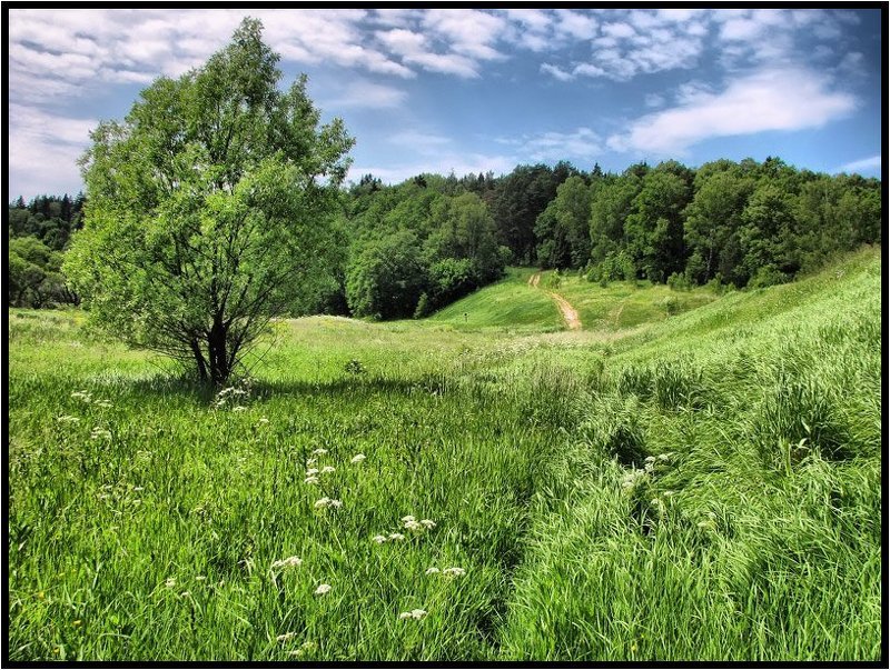 Летняя, пахнущая травой и солнцемphoto preview