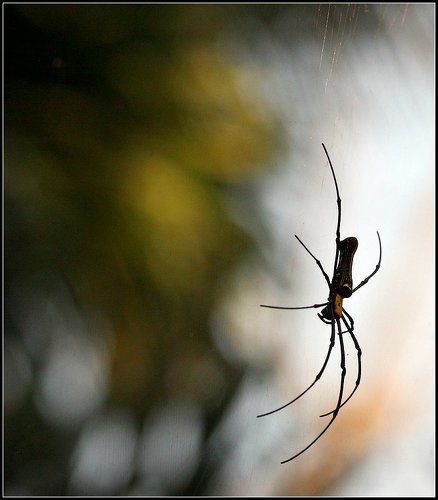 Чёрная вдова