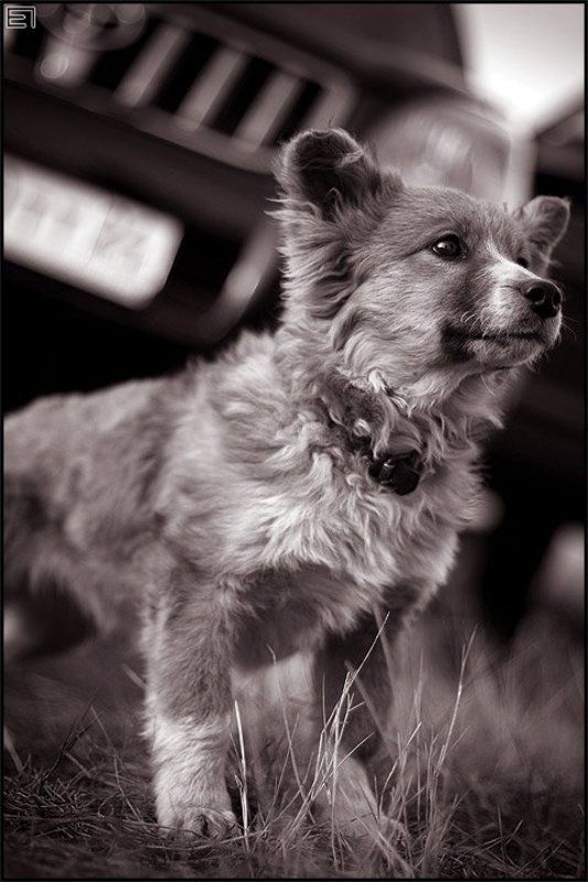 собачка, деревня, двор Дворнягаphoto preview