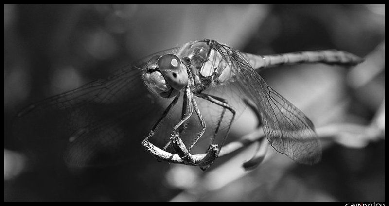 вечер трудного дня (чб)photo preview