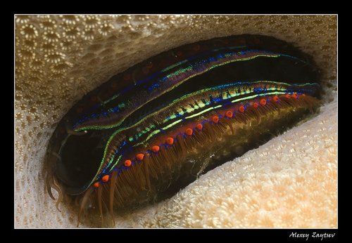 Брошь от CARTIER