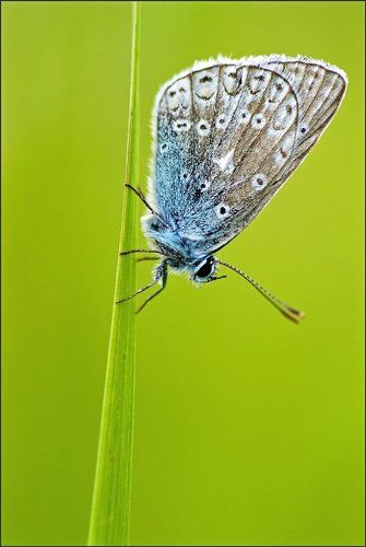 Ко сну