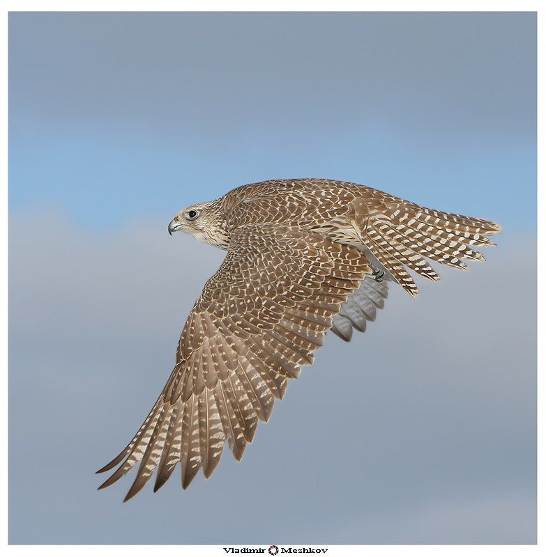 Look! Falco Rusticolus in Flight !