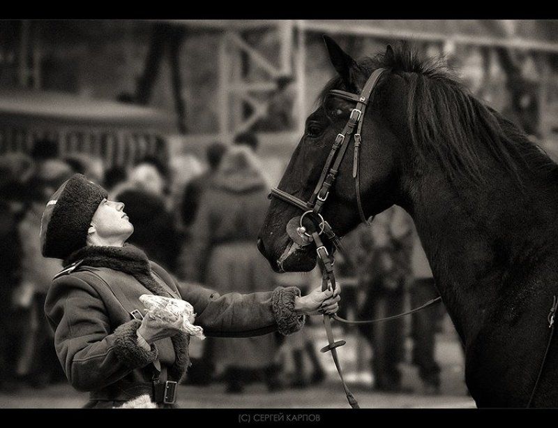 жанр, лошадь, дружище Дружищеphoto preview