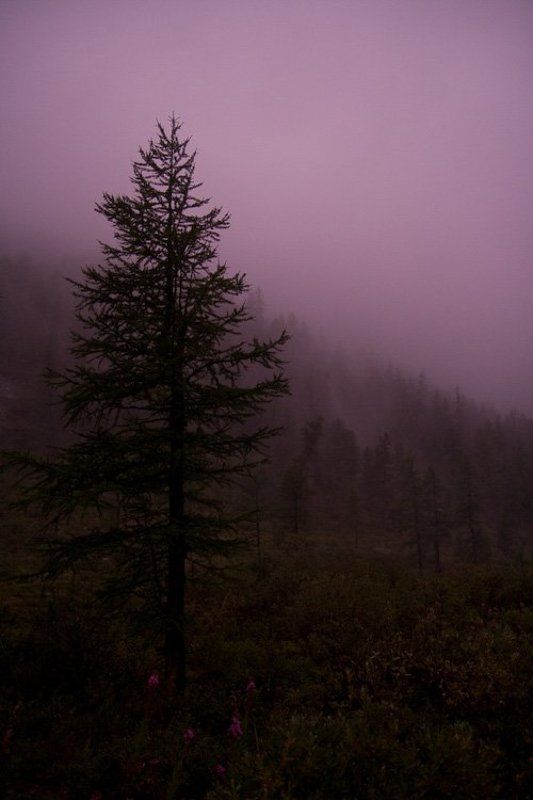 алтай, туман Magenta. No correctionphoto preview