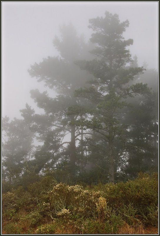 сосны, туман, калифорния Cjcysphoto preview