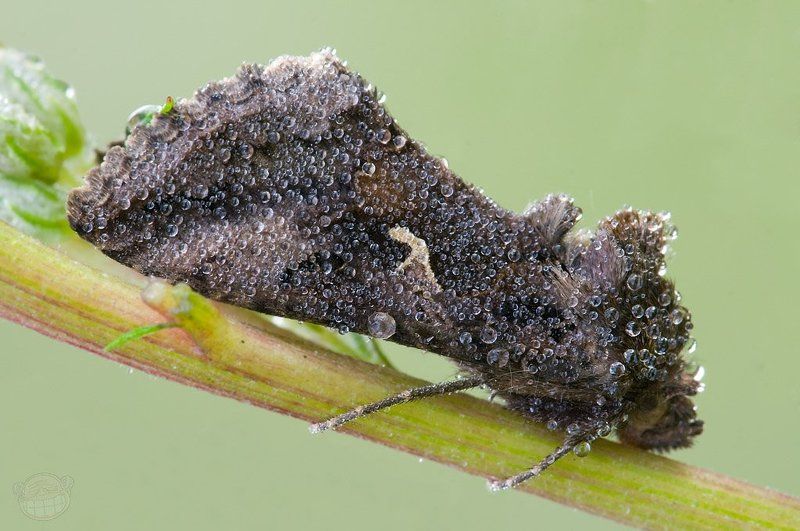 совка, макро, роса, утро Устала я от вечеринок!photo preview
