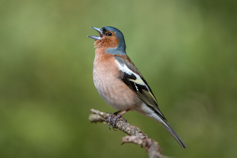 Зяблик.photo preview