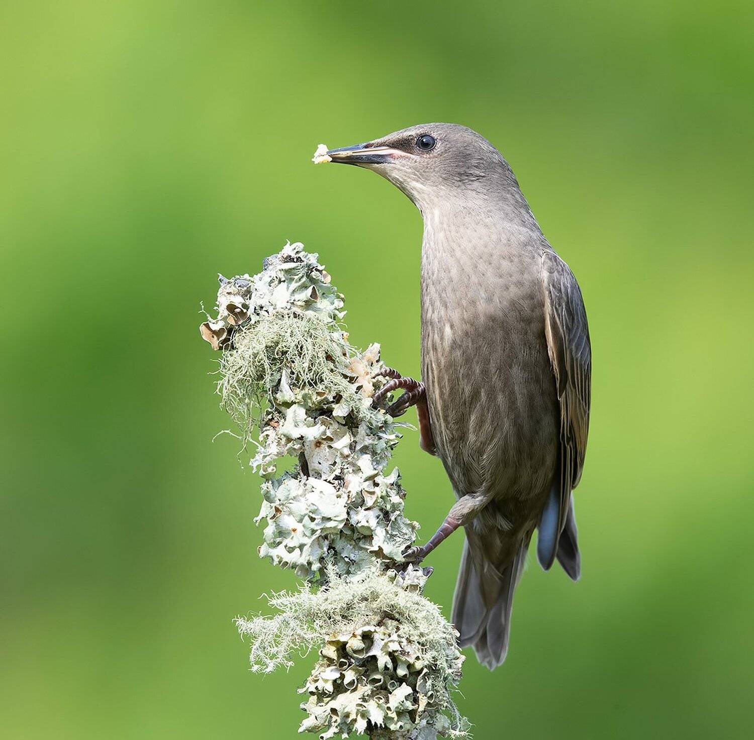 European Starling. Обыкновенный скворец слеток. Автор: Elizabeth Etkind обыкновенный скворец, european starling, скворец, starling, Elizabeth Etkind