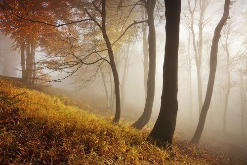 Autumn II