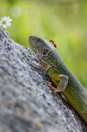 Немножко ленящийся зверь :)