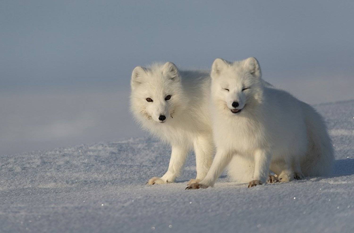 Весна.... Автор: Максим Деминов чукотка, арктика, тундра, весна, снег, песец, полярная лиса, Максим Деминов