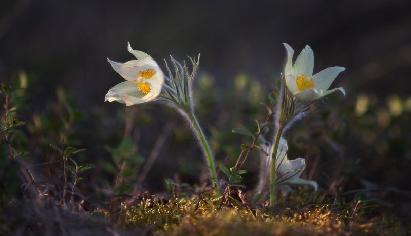 весна, сон-трава, цветы, первоцветы, лес Сон-трава.photo preview