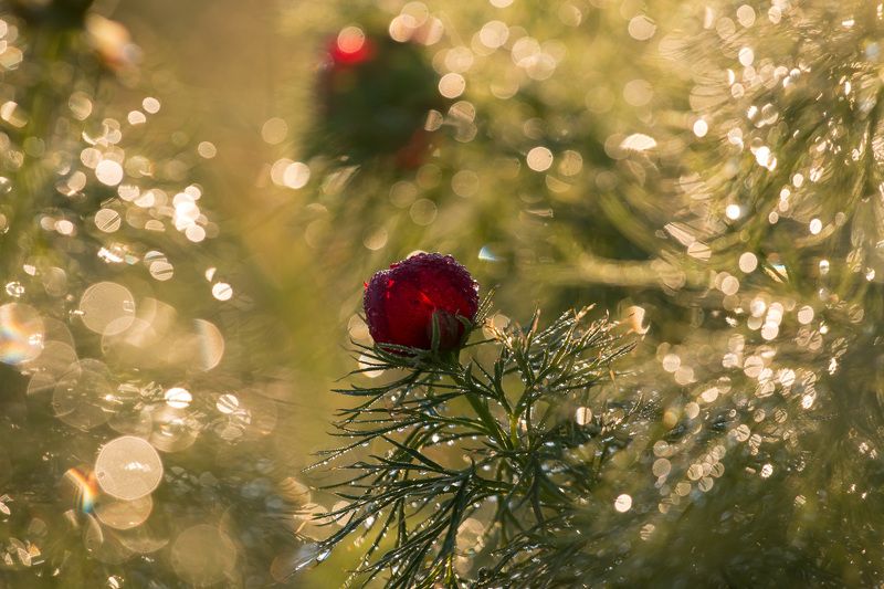 пион узколистный, воронец, весна, первоцветы, цветы, flowers, primulas, paeonia tenuifolia Пион узколистныйphoto preview