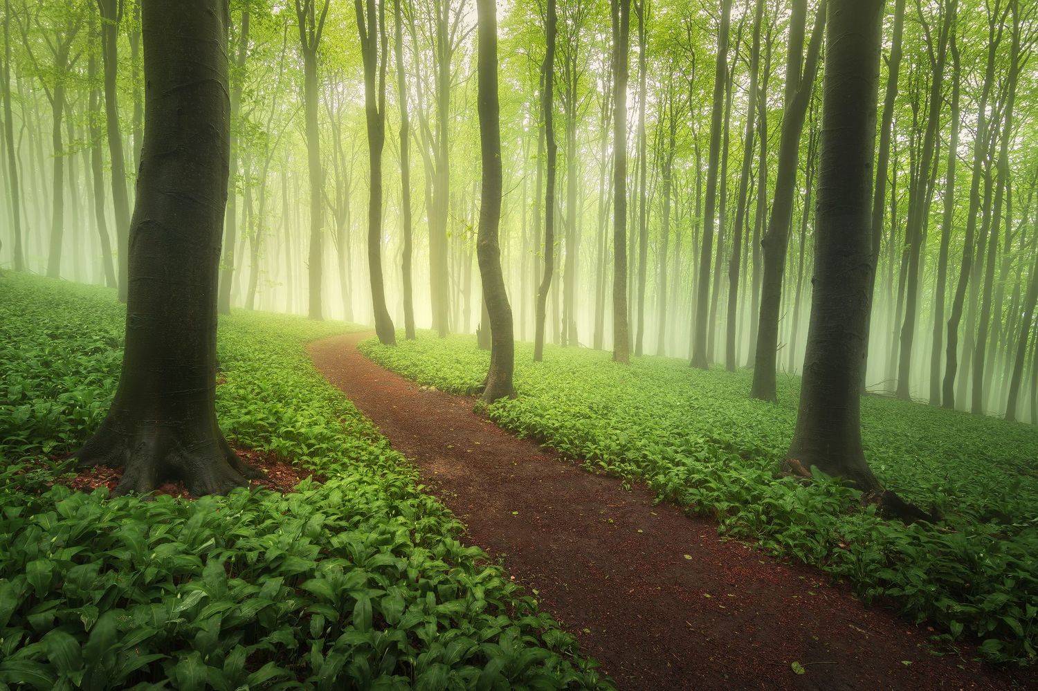 Fresh green. Автор: Radoslav Cernicky , Radoslav Cernicky