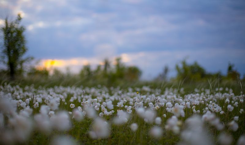 пейзаж, рассвет, весна, май, степь, ветреница Ветреничная полянаphoto preview