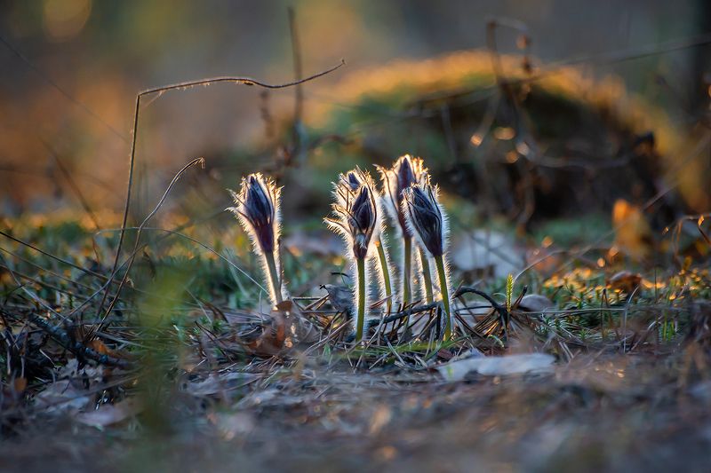 сон-трава, прострел раскрытый, мещёра, рязанская область, весна, закат Мои мохнатые любимцы…photo preview
