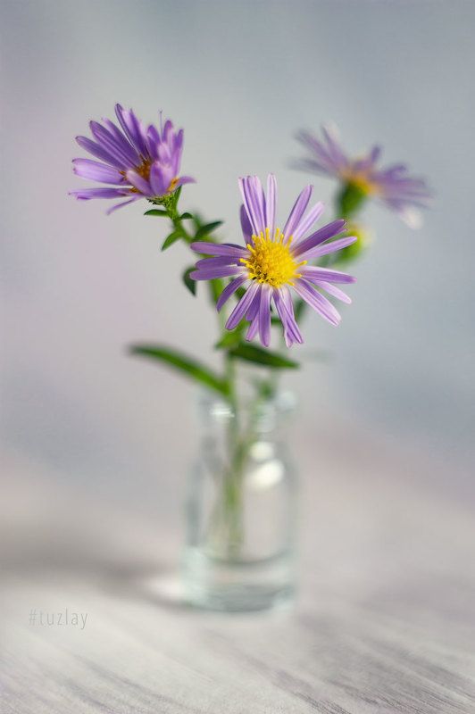 Про сентябрьские астры в светломphoto preview