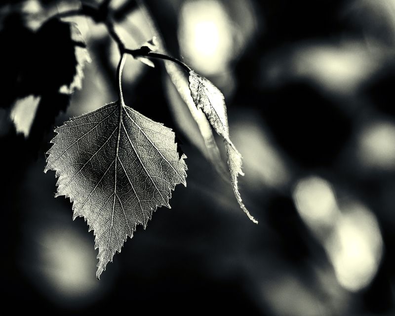 весна, лист березы, лес, природа, свет, тени Весенний этюдphoto preview