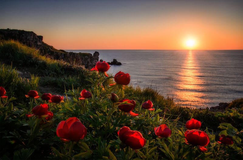 Wild Peonies Seasonphoto preview