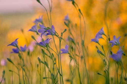 Время колокольчиков