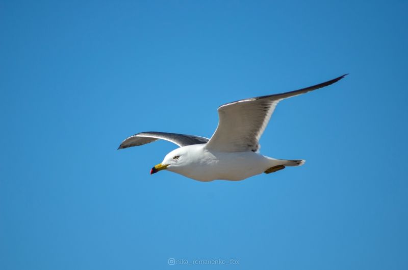 #чайка, #птица, #сахалин Чайкаphoto preview