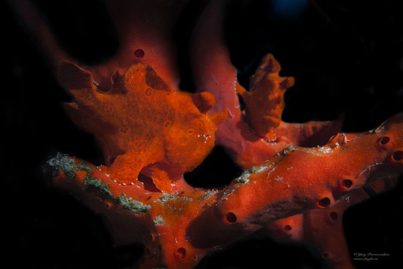 подводное фото подводный мир хургада египет жогло zhoglo красное море Лягушонокphoto preview