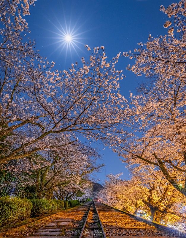 #kyoto #japan #cherryblossoms #moon [ Cherry  Blossoms ]photo preview