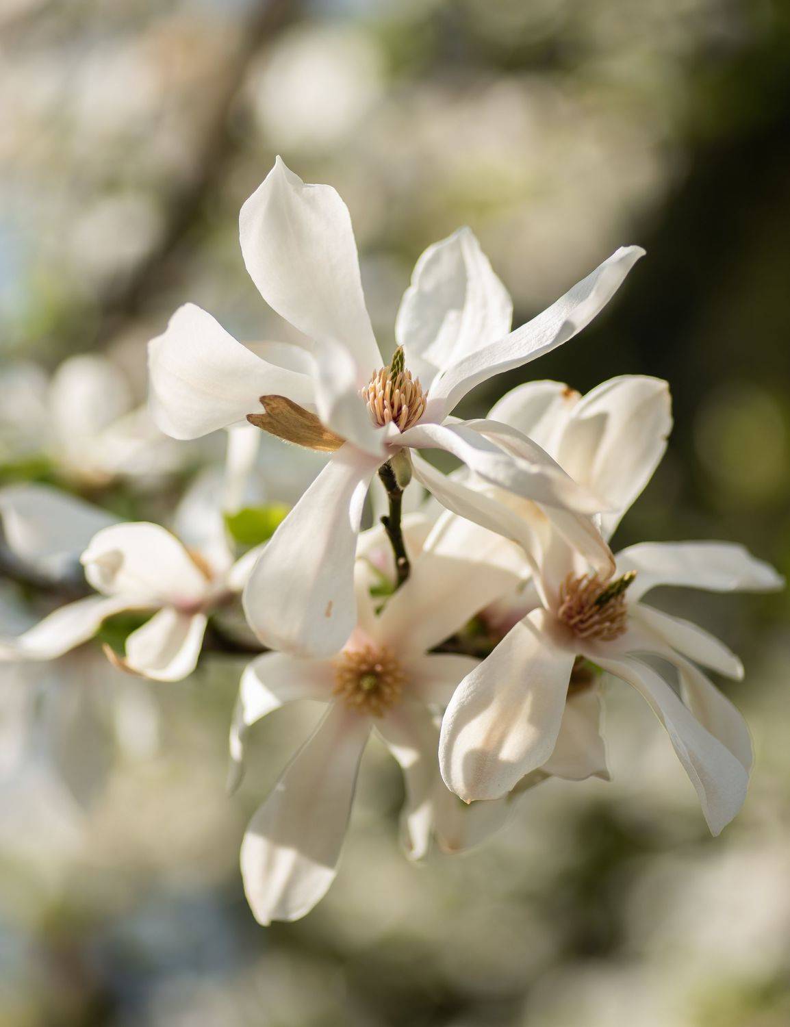 цветение, весна, магнолия, цветы, белый, цветок, природа, ботаника, flower, spring, blossom, Даркина Дарья