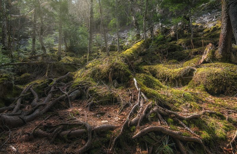 Там чудеса, там леший бродит...photo preview