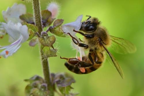 Save the bees