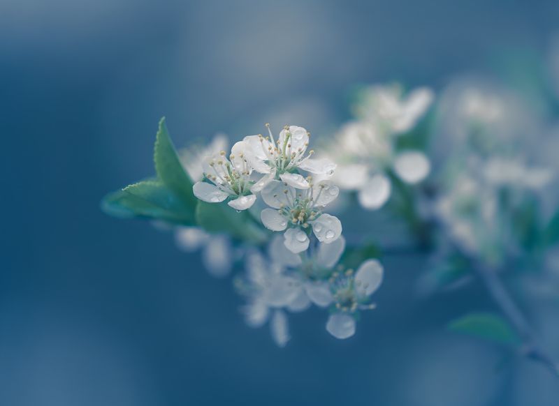 Ситцевая веснаphoto preview