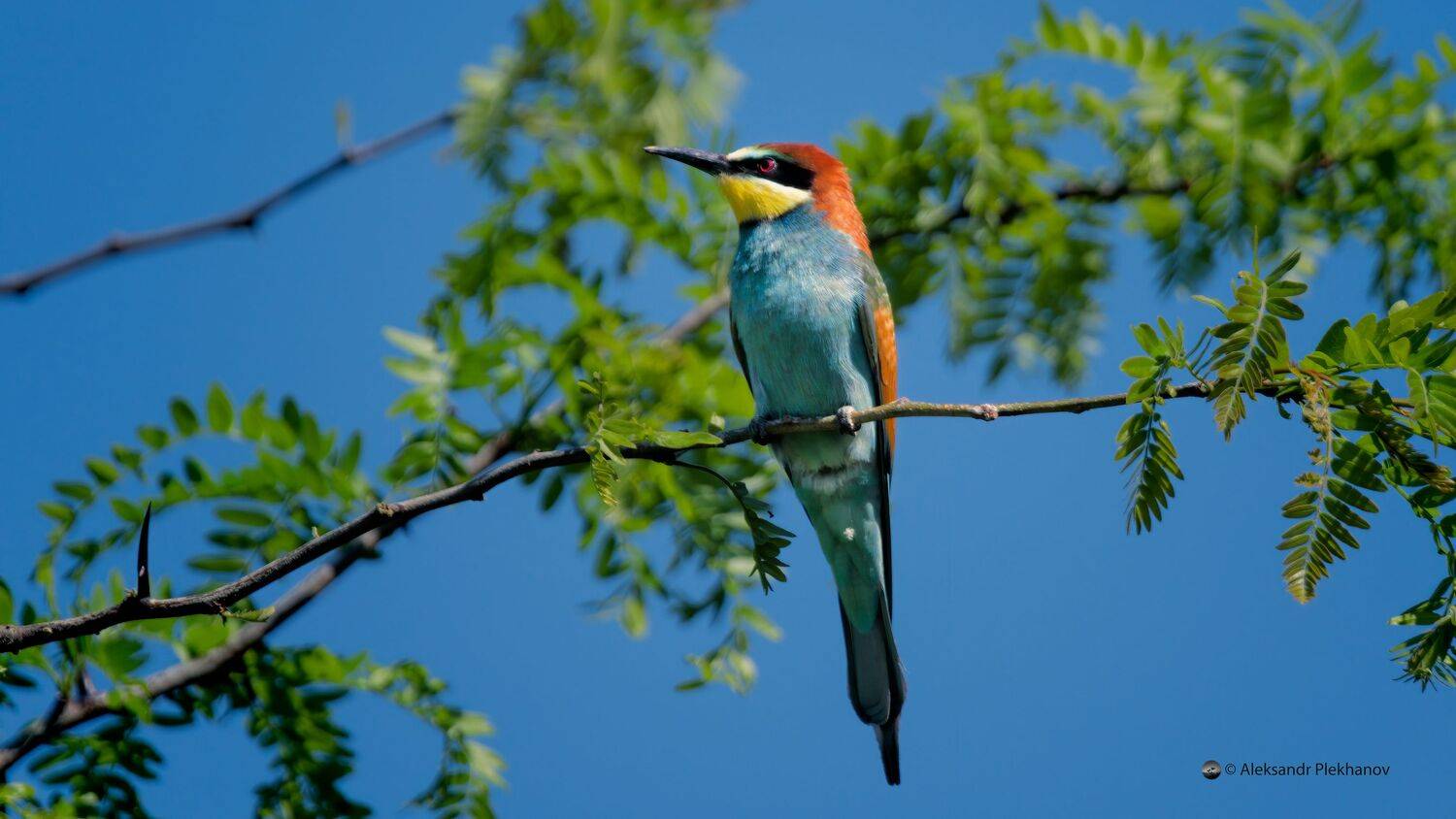 , Alexander Plekhanov