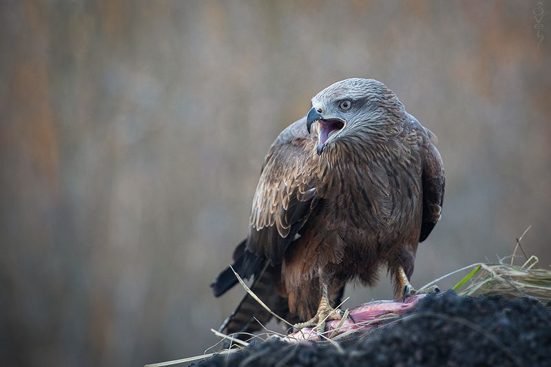 чёрный коршун чёрный коршунphoto preview