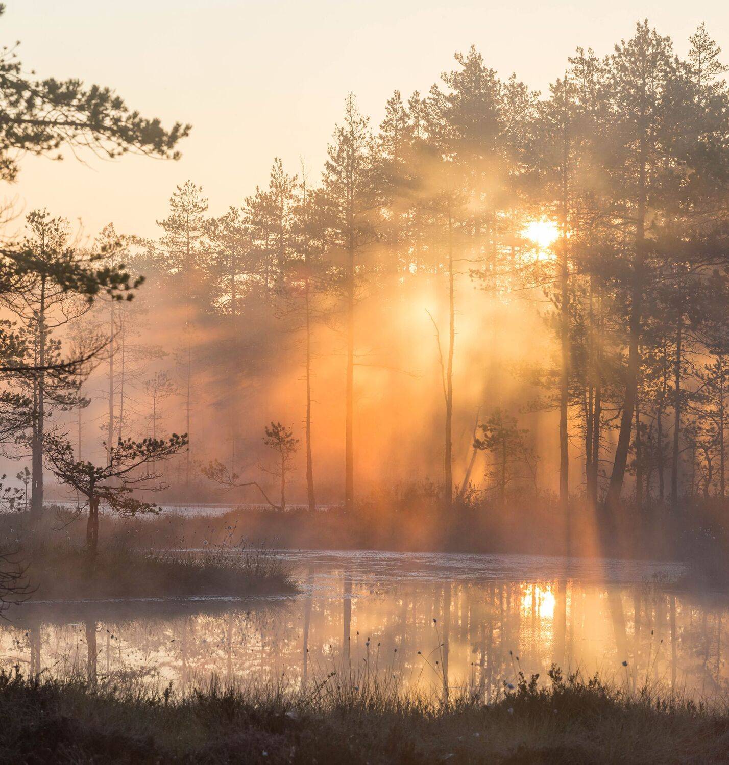 Магия света в царстве рассвета. Автор: Павел Ващенков болото, кайф, рассвет ,север ,солнце, свет, закат, облака, отражение, фототур, Павел Ващенков