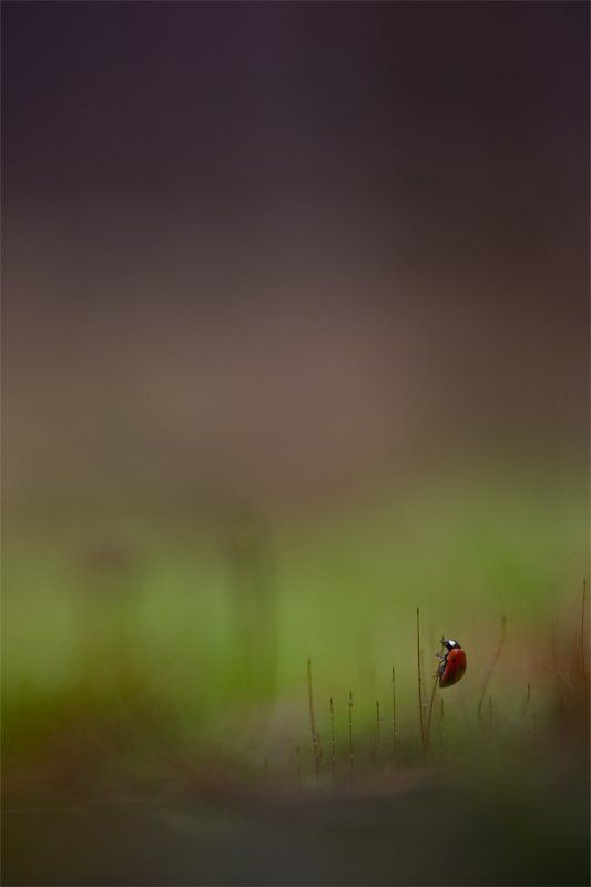 И фиолетовое небо...photo preview