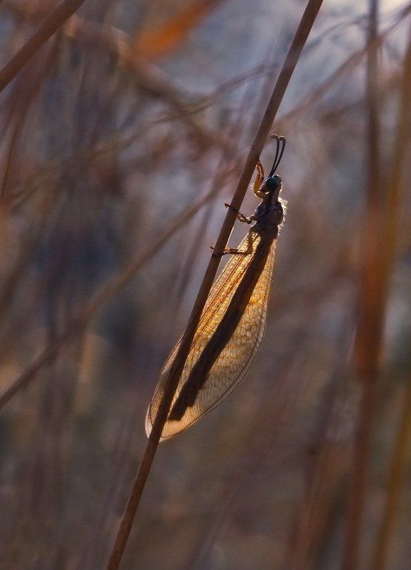 Вечерняя молитваphoto preview