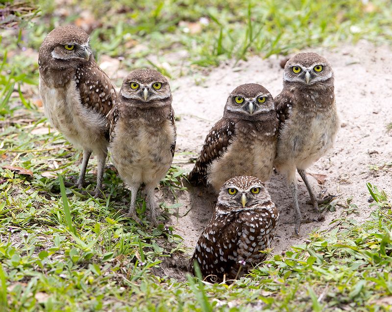 кроличий сыч, florida, burrowing owl, owl, флорида,сыч, хищные птицы Family Owls - Кроличий сычphoto preview
