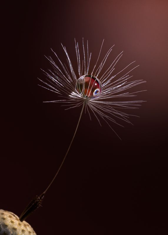 одувашки очаровашки Балеринкаphoto preview