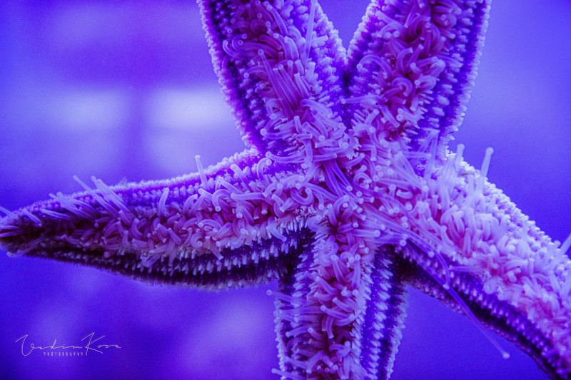 Звезда идетphoto preview