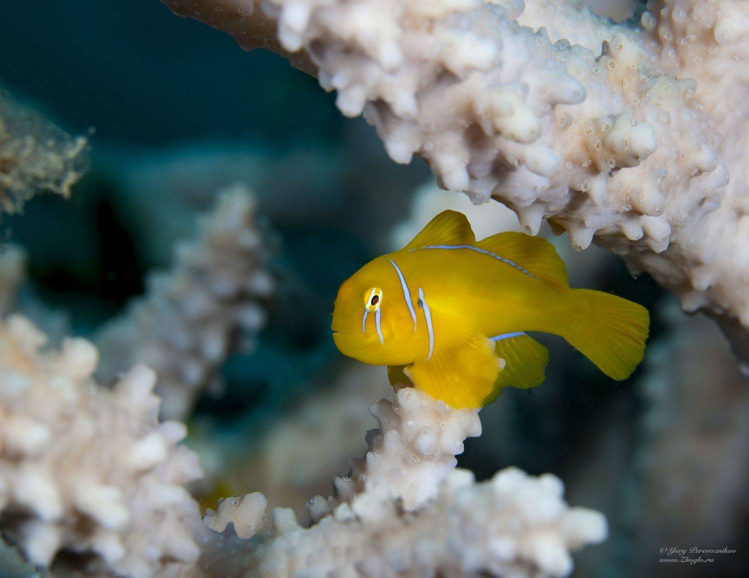 Лимончик. Автор: Юрий Перевозников подводное фото подводный мир хургада египет жогло zhoglo красное море, Юрий Перевозников