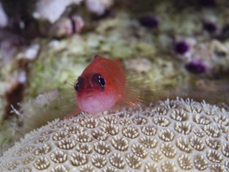 подводное фото подводный мир хургада египет жогло zhoglo красное море Малявкаphoto preview