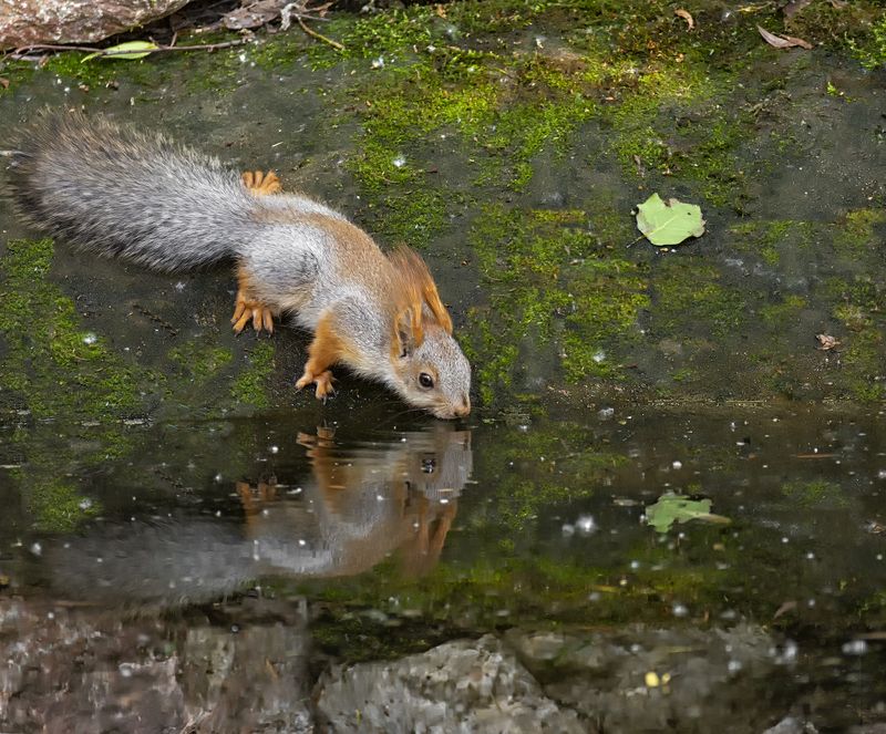 белка, водопой, озеро, белка у озера..photo preview