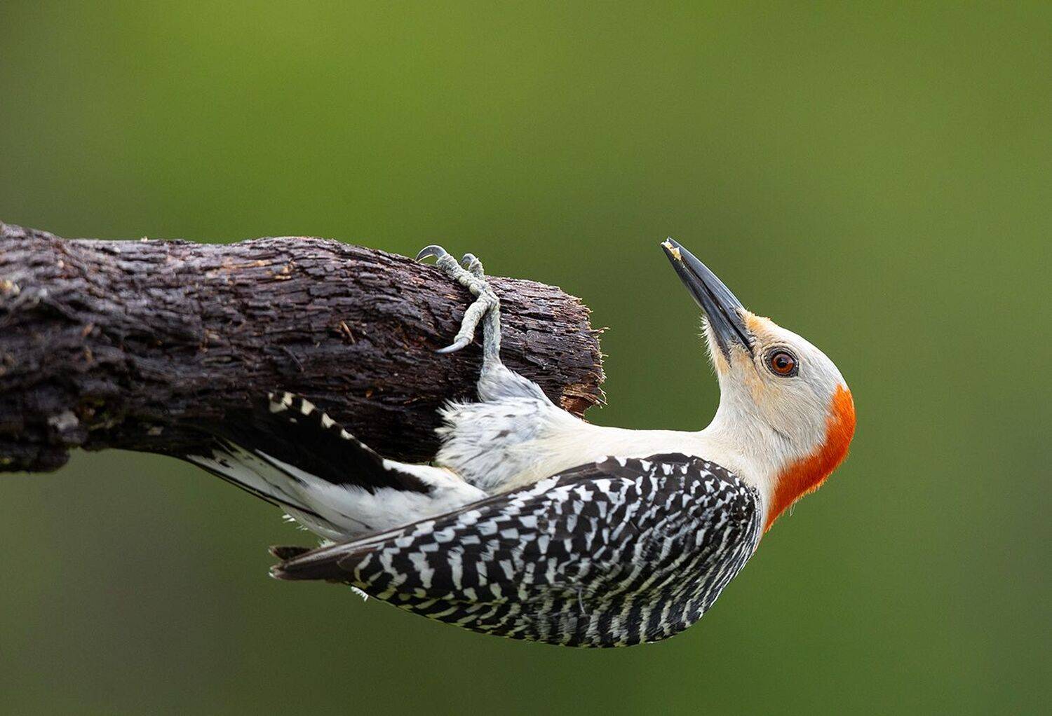 дятел, каролинский меланерпес, red-bellied woodpecker, woodpecker, Elizabeth Etkind