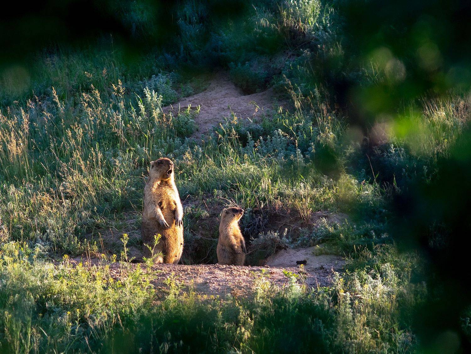 #ProMarmotaBobak. Автор: Дитковский Евгений байбак, Дитковский Евгений