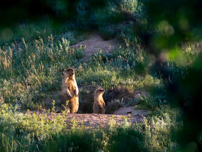 байбак #ProMarmotaBobakphoto preview