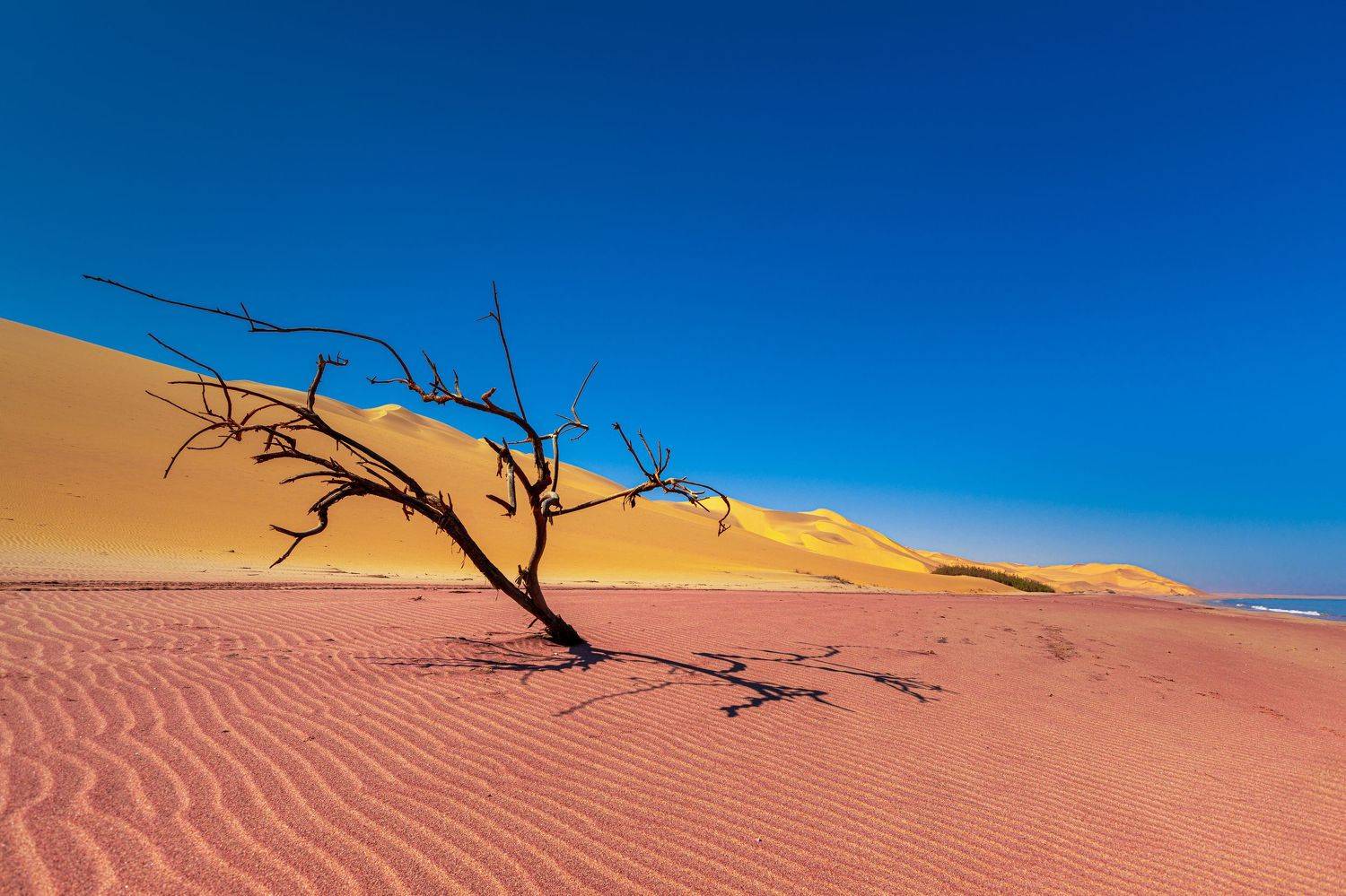 Dunes in Namib Desert. Автор: Roman Bevzenko africa, safari, dunes, sand, desert, tree, landscape, africa, namibia, namib, Roman Bevzenko