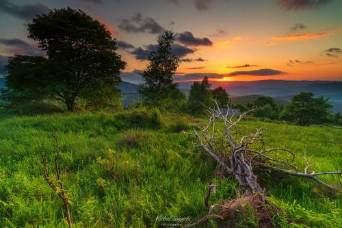 Dead tree...